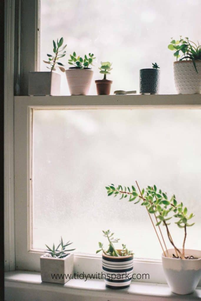 window sill will potted plants in the sunlight